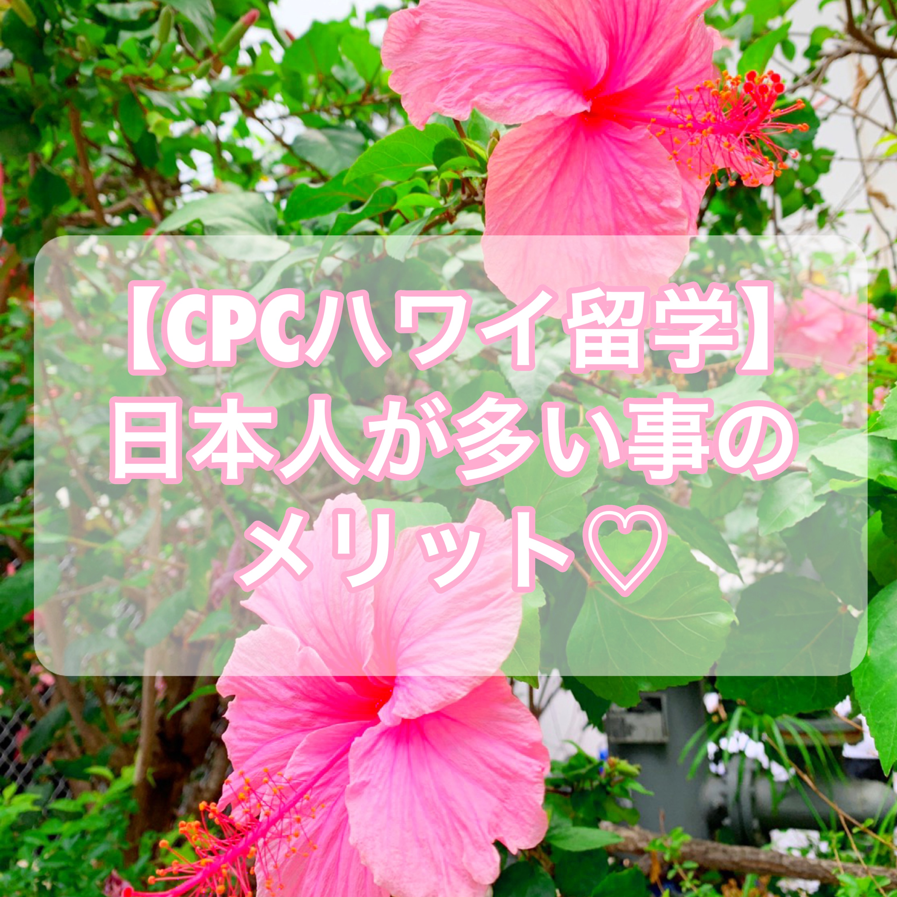 【CPCハワイ留学】語学学校に日本人が多い環境のメリット【ベストな理由】